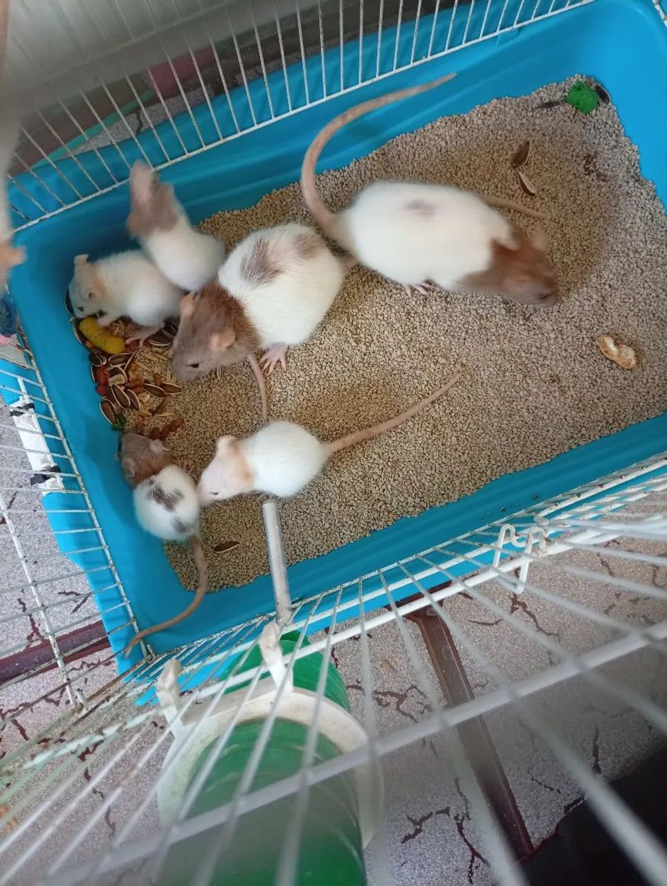 Rato Twister  - Foto 2