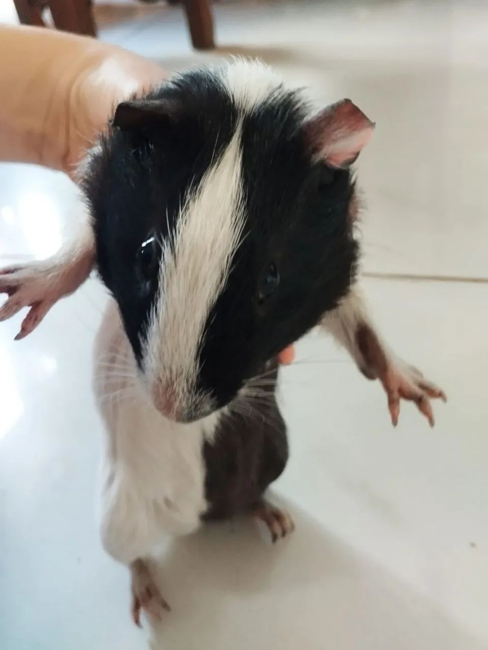 Porquinhos da índia  - Foto 5