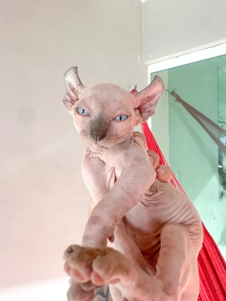 Sphynx MACHO 