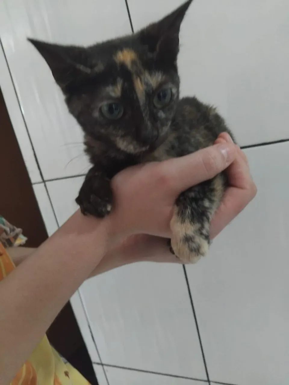 Gatinha para adoção