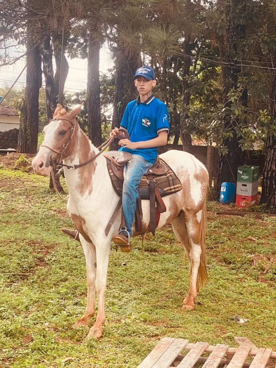 Cavalo MM  - Foto 3