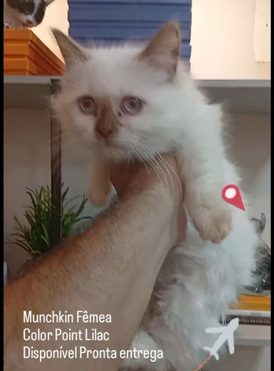 Munchking patas curtas - Foto 4