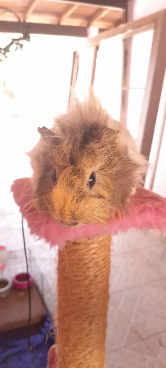 Porquinho da Índia Fêmea  - Foto 3