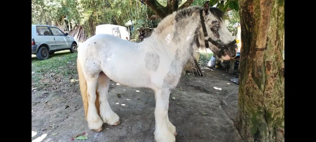 Cavalo Gipsy Vanner PO - Foto 3