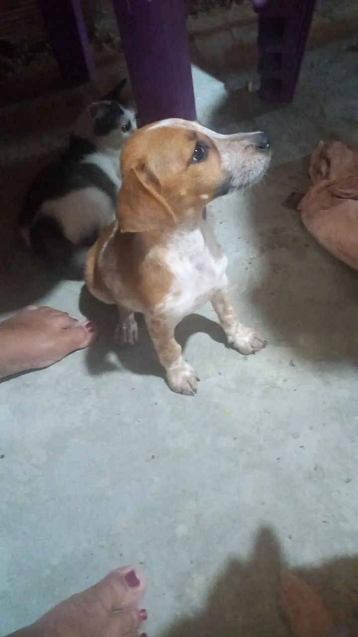 Cachorro porte pequeno