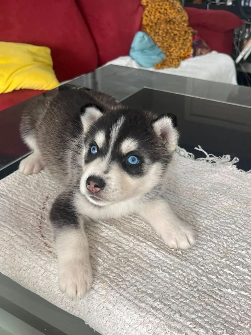 Husky siberiano - Foto 5