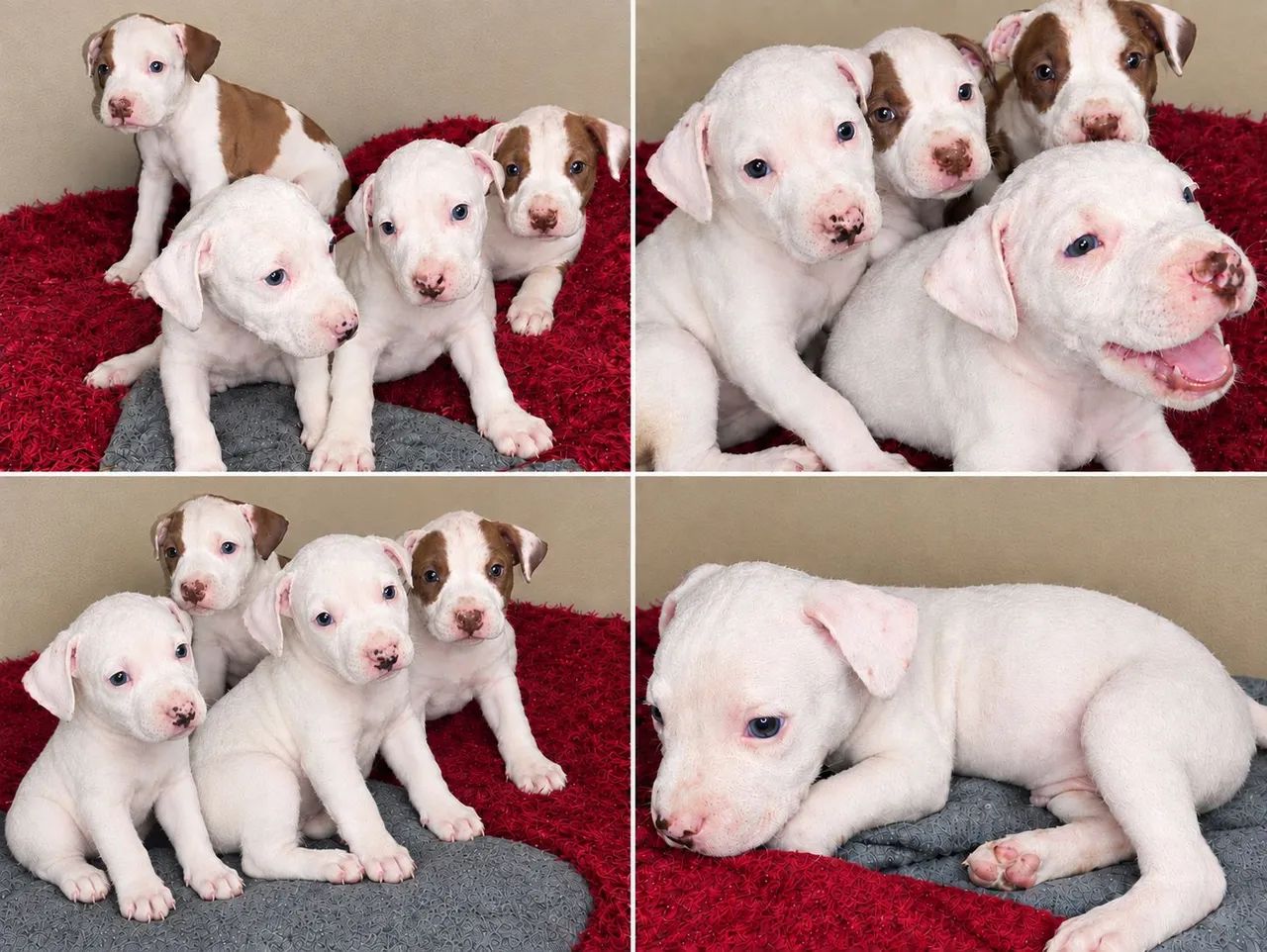 Filhotes Pit bull - Foto 2