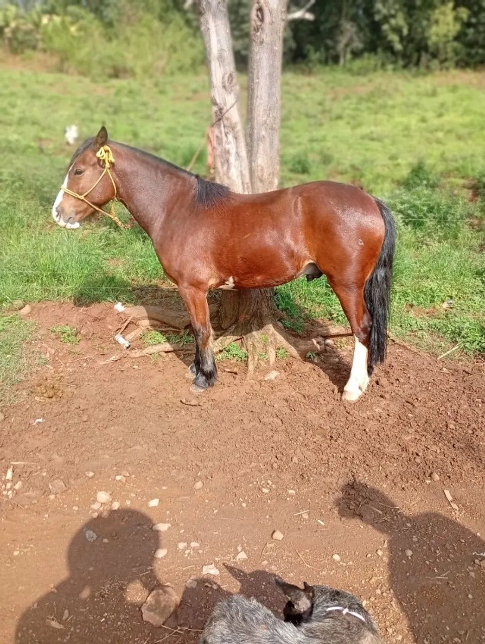 Cavalo Crioulo - Colorado - Foto 3