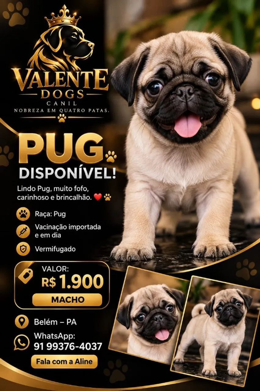 Filhotes pug macho 