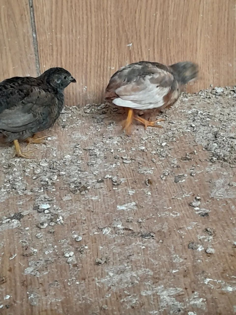 Codornas chinesa jovem macho - Foto 4