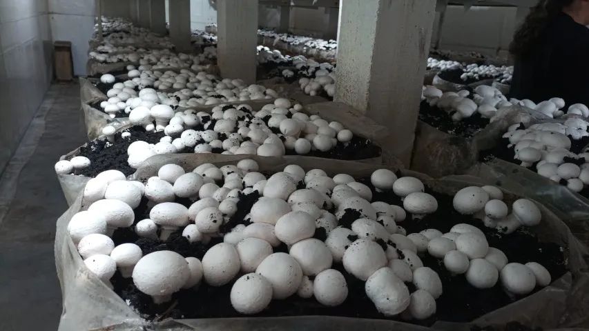 Terra de cobertura Cogumelos Champignon 