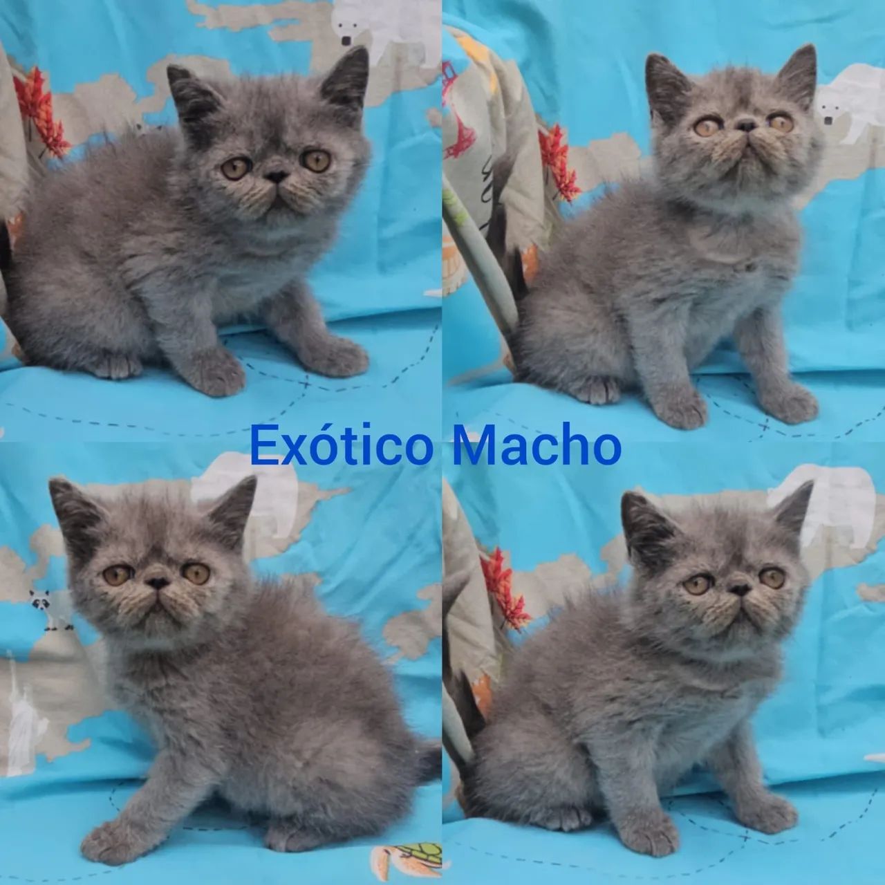 Persas, Exóticos e Himalaios Filhotes - Gatil BSB Cat - Foto 5