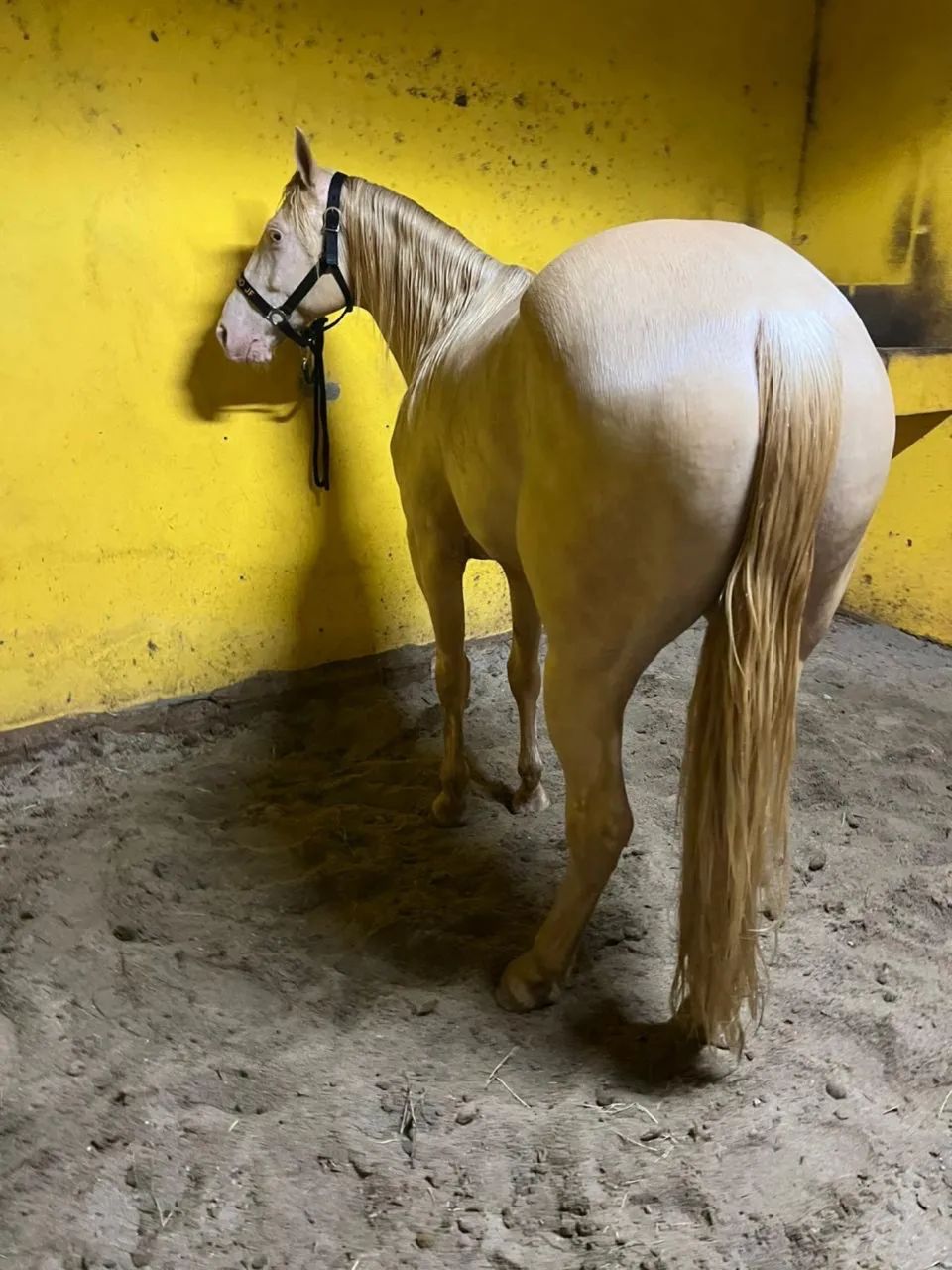Potro Cremelo 4 anos lindo e forte  - Foto 3