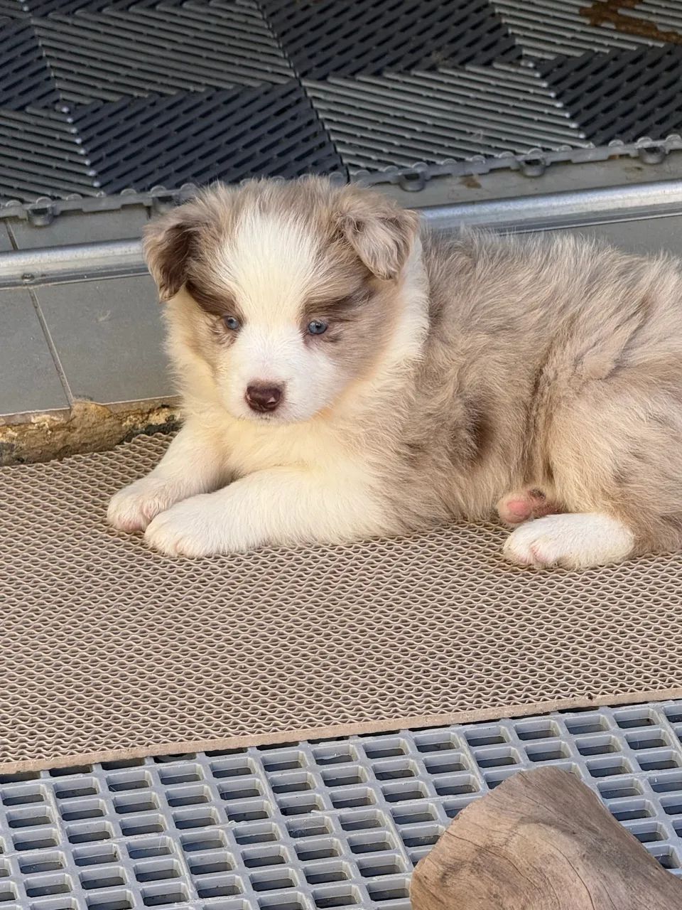 Filhotes de border collie com pedigree 