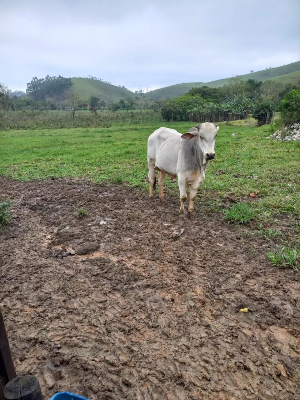 Garrote Tabanel