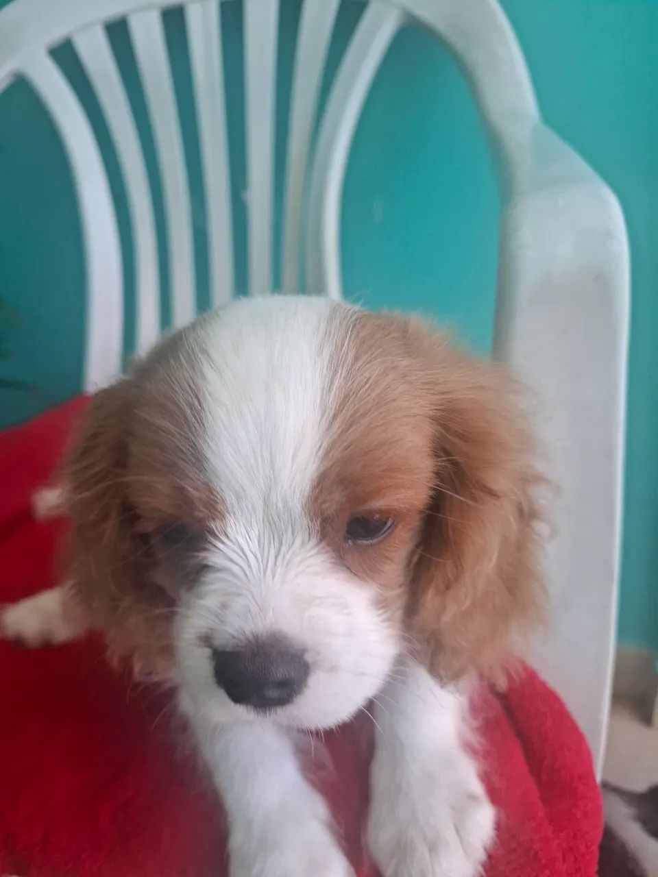 Machinho Cavalier King Charles Spaniel  - Foto 5