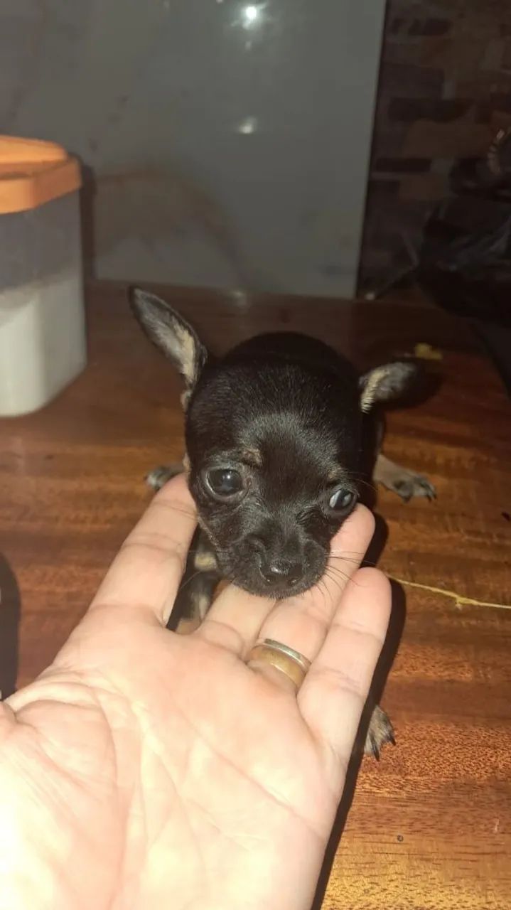 Pincher