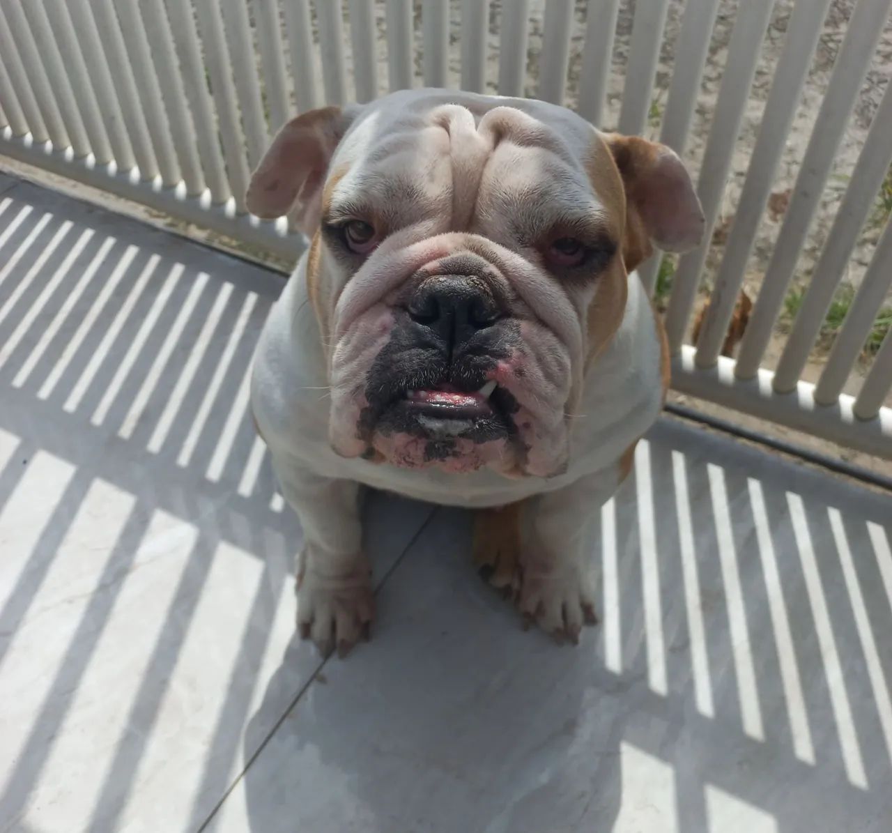 Buldogue inglês  - Foto 4