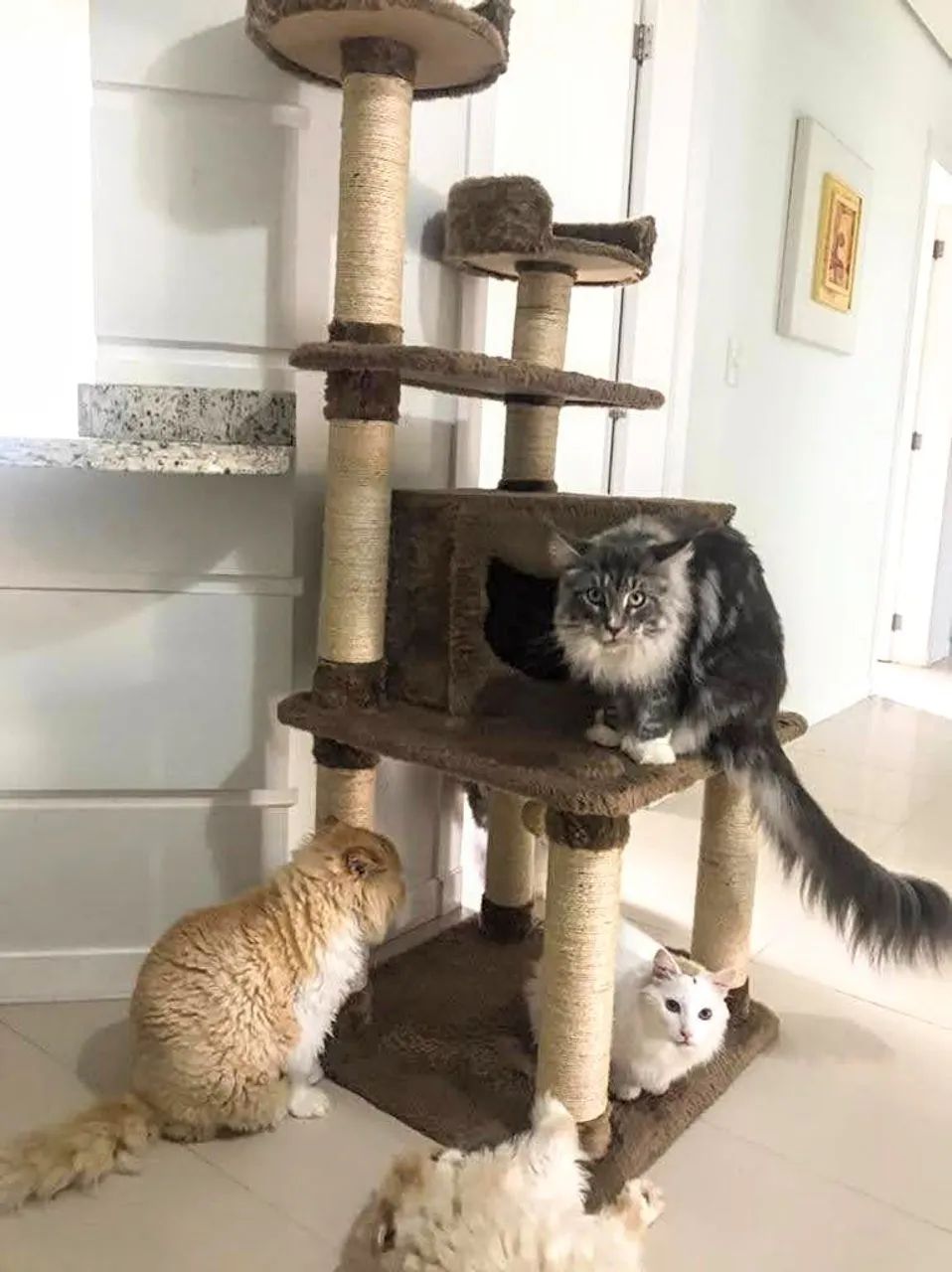 Arranhadores e Playgrounds para gatos  - Foto 2