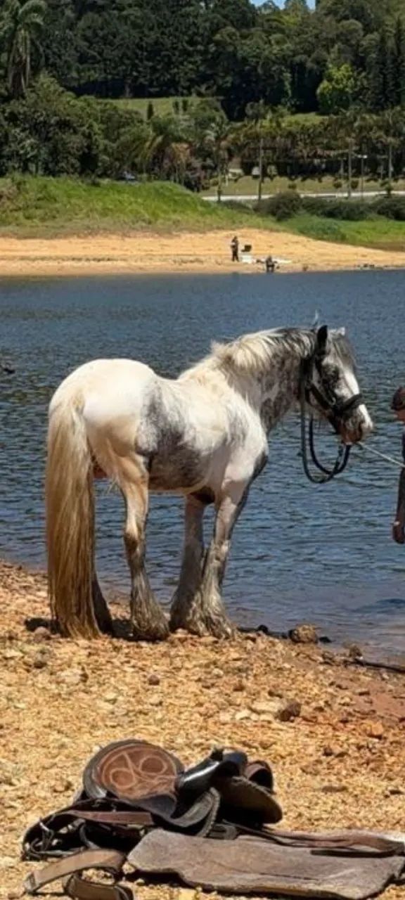 Cavalo Gipsy Vanner PO - Foto 5
