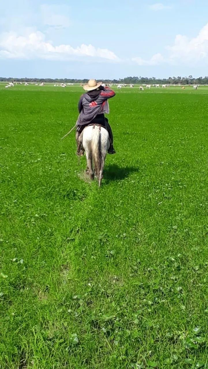VENDO VÁRZEA  - Foto 5