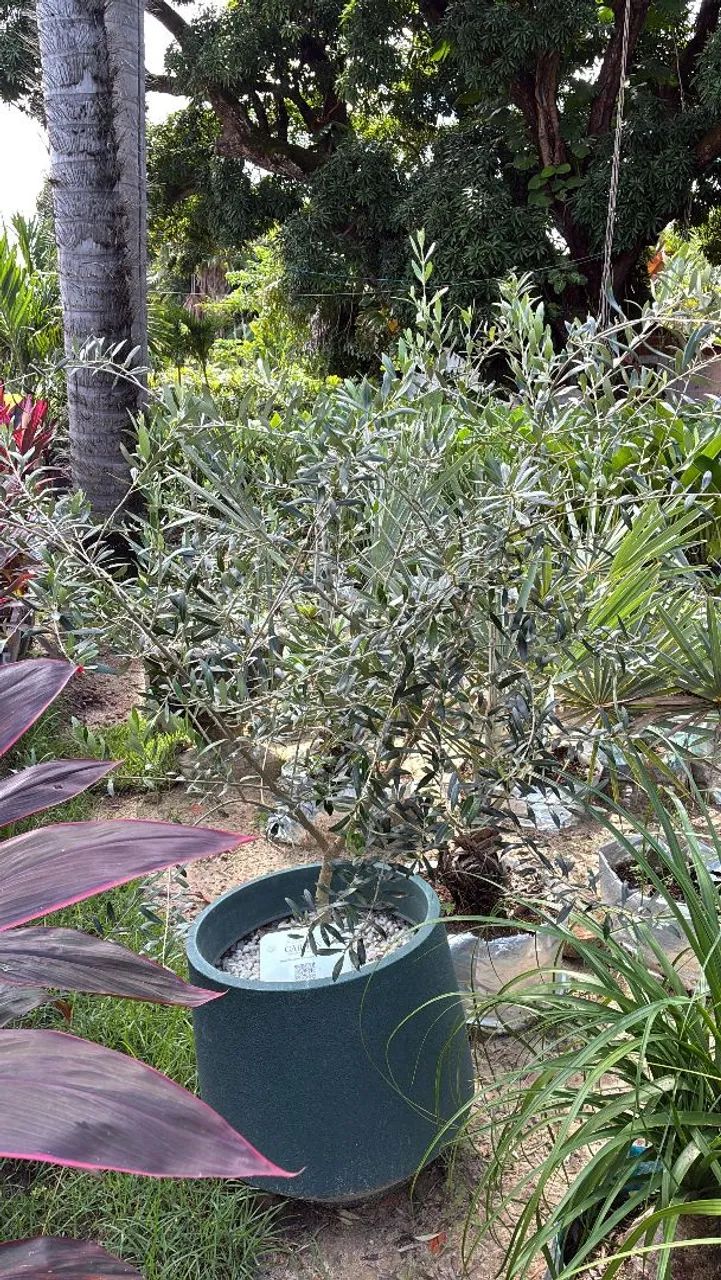 Oliveiras  - Foto 3
