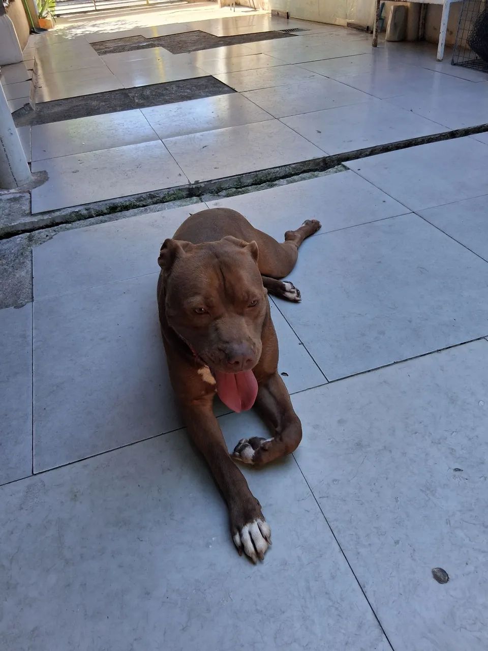 Doando Pitbull - Foto 3