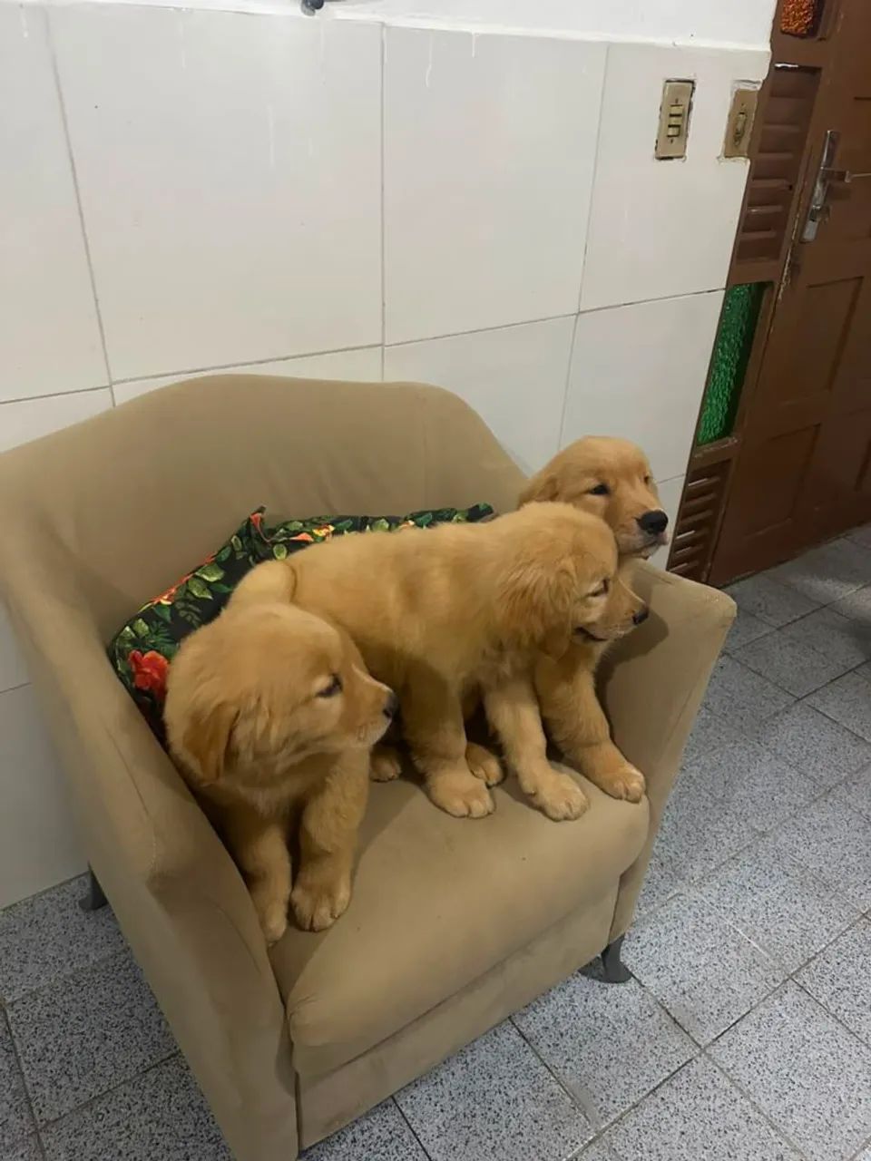Golden Retriever  - Foto 5