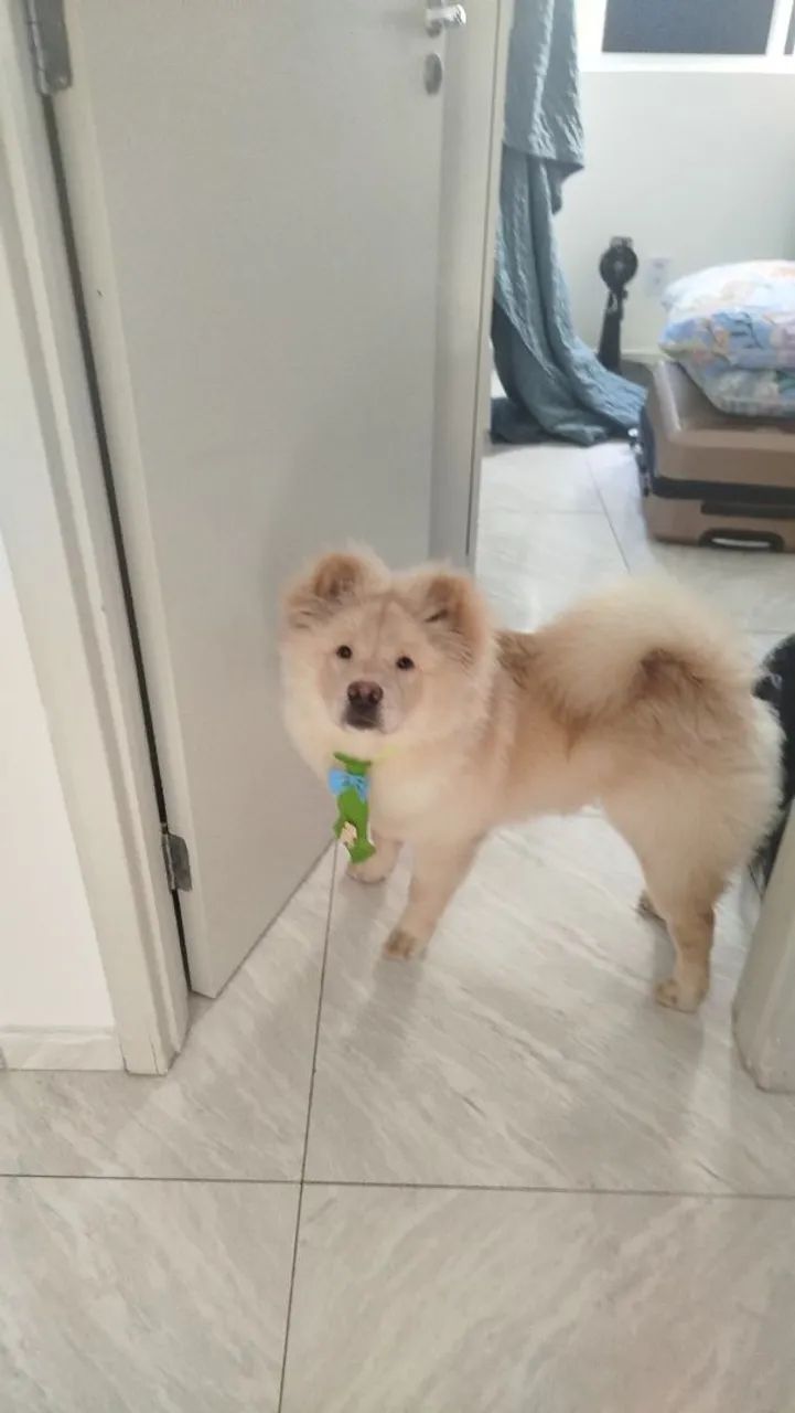 Cachorro  - Foto 5