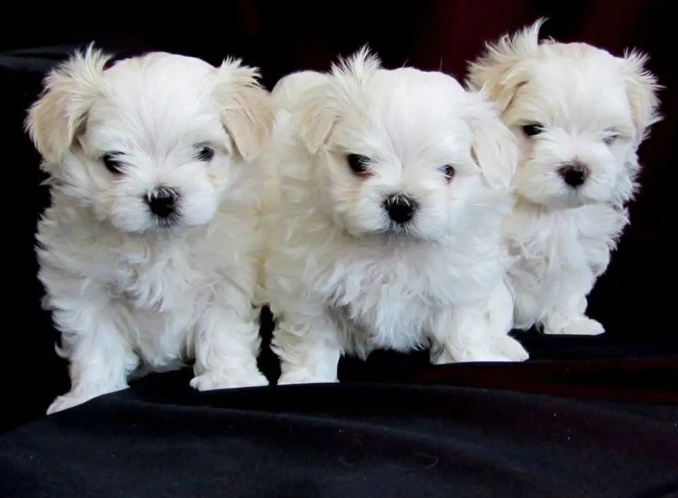 Maltês macho com pedigree - Foto 3