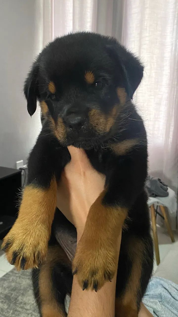 Rotweiller macho - Foto 2