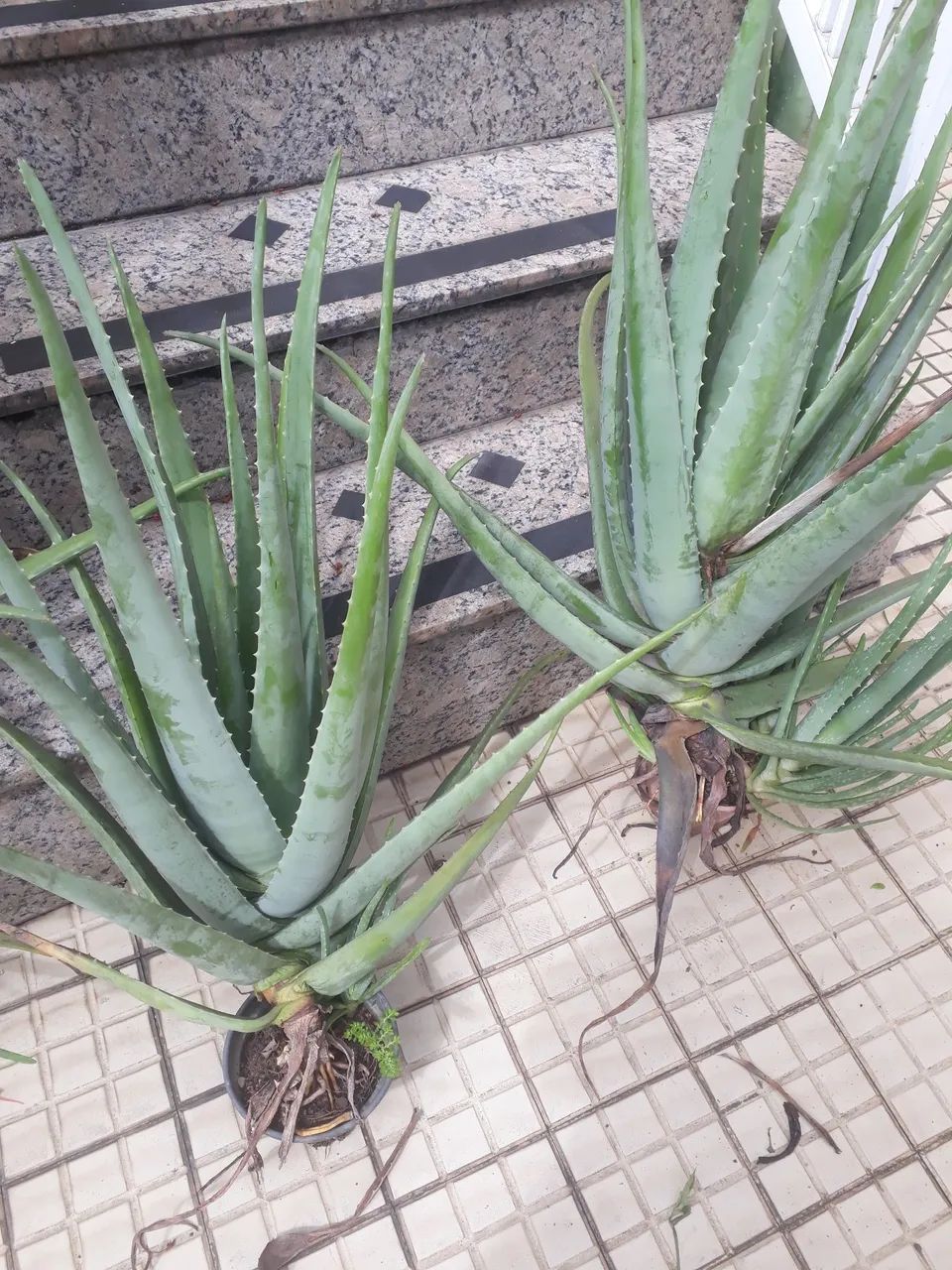 Planta babosa - Foto 4