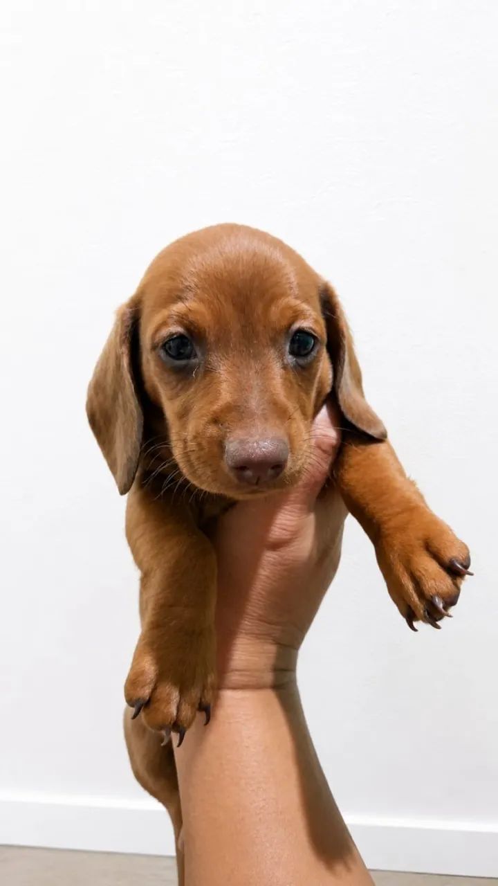 Dachshund (Salsichinha) Fêmea dos olhos VERDES