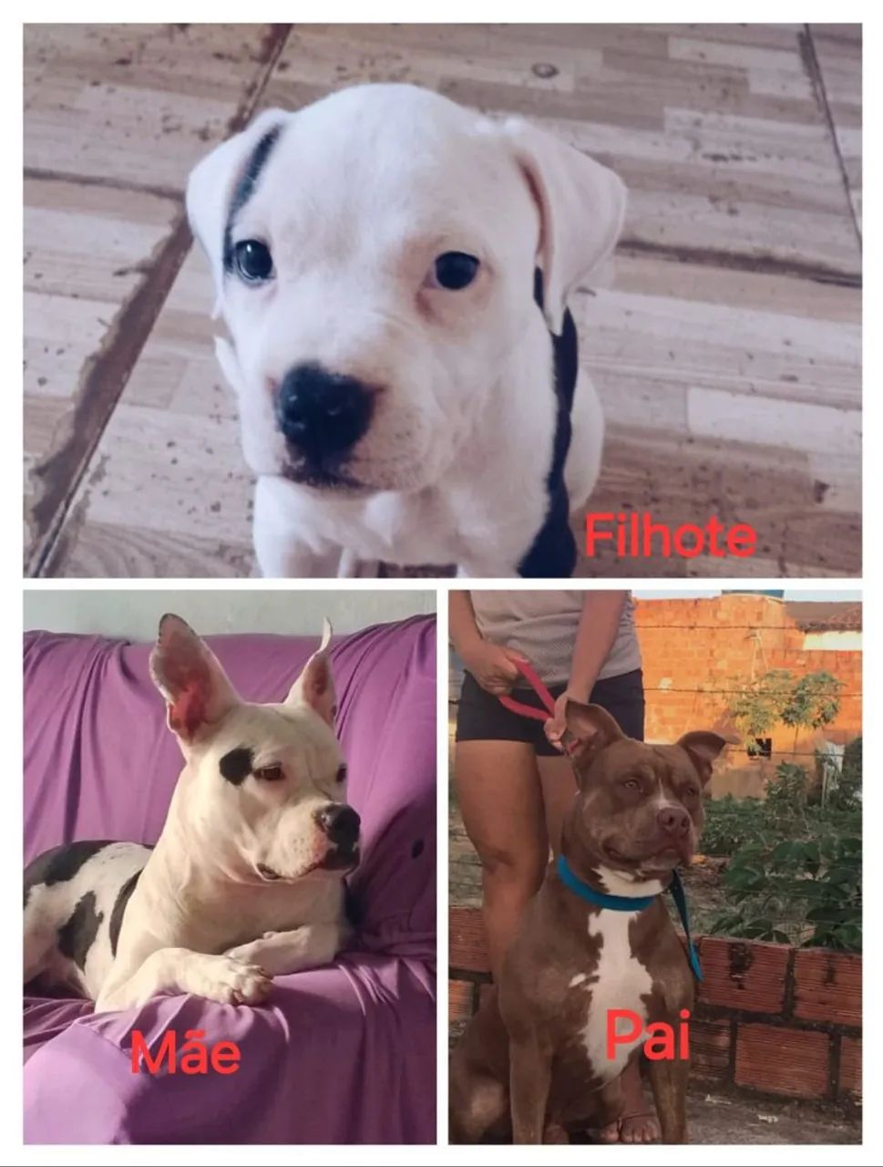 Filhote de Pitbull  