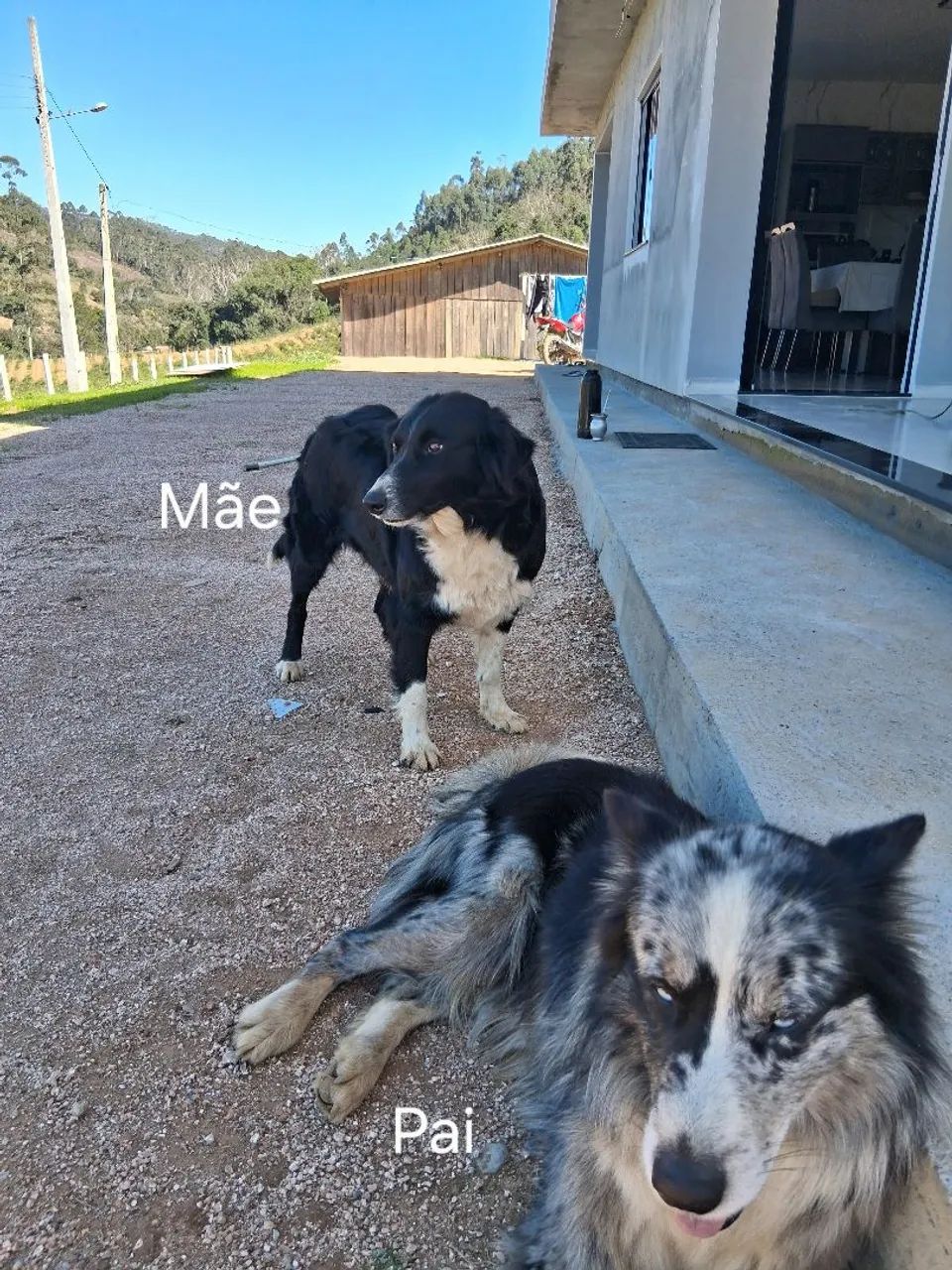 Boder collie - Foto 5