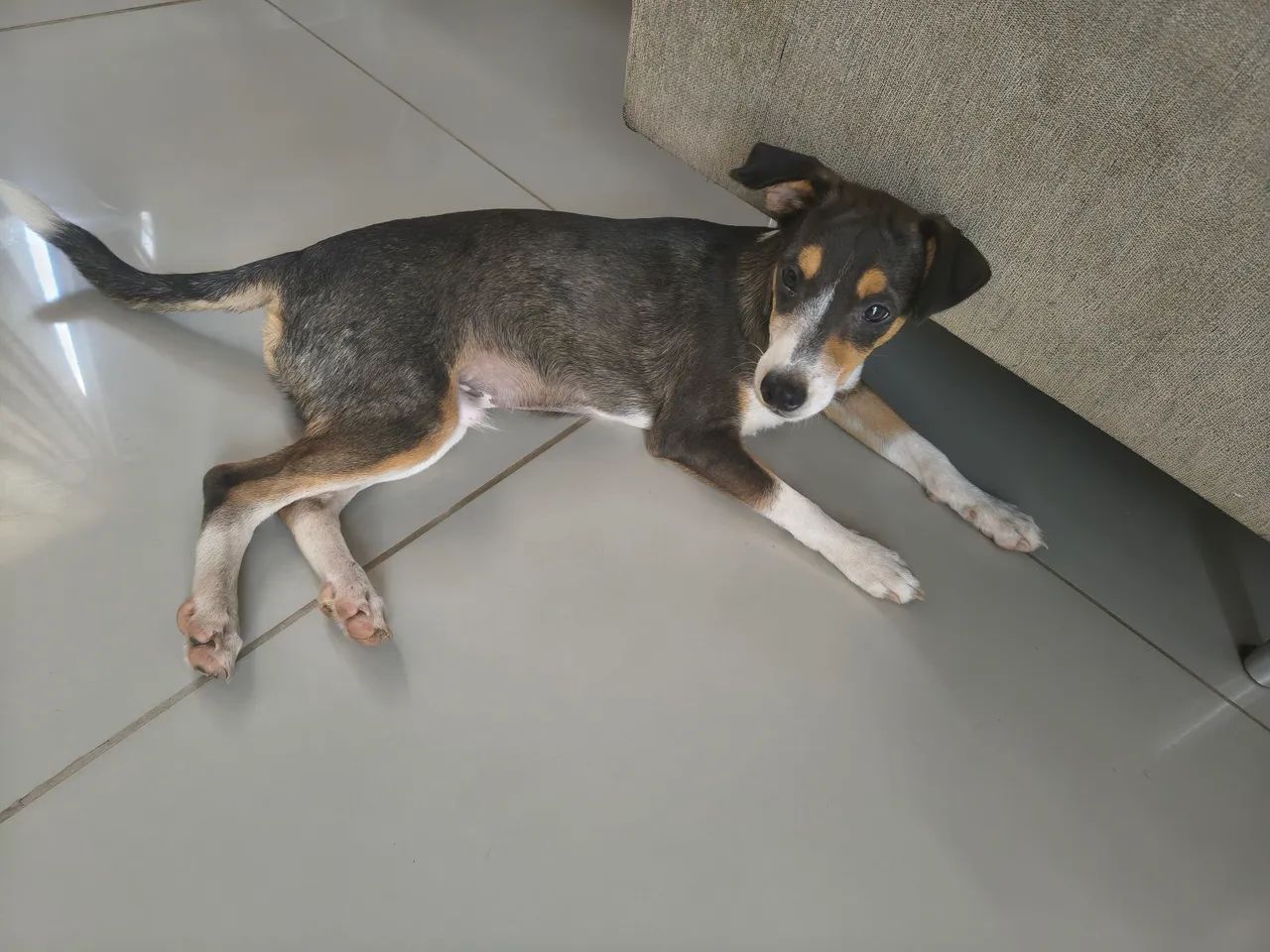 CACHORRO PARA ADOÇÃO  - Foto 5