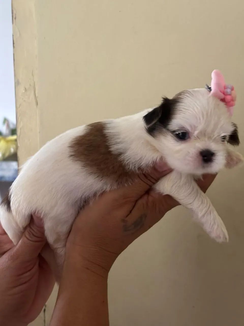 Bebês Shitzu disponível 