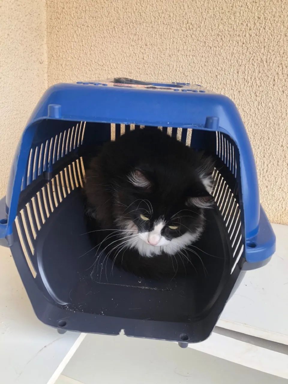 Doa se gatinhos castrado 3 fêmeas 1 macho - Foto 2