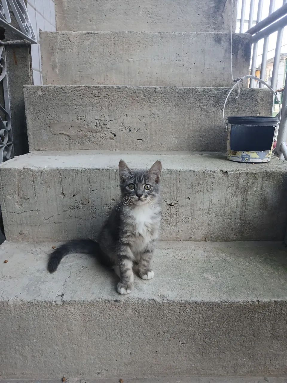 Adote um amigo felino!!! - Foto 3