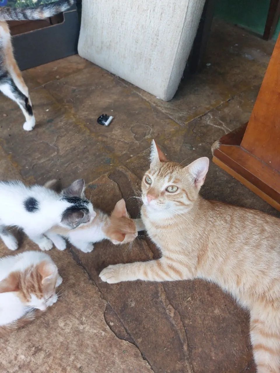 Doacao de gatinhos - Foto 5