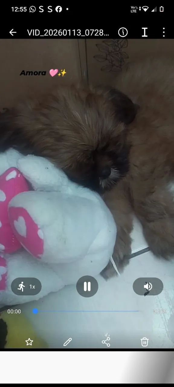 Vendo filhote de Shitzu 