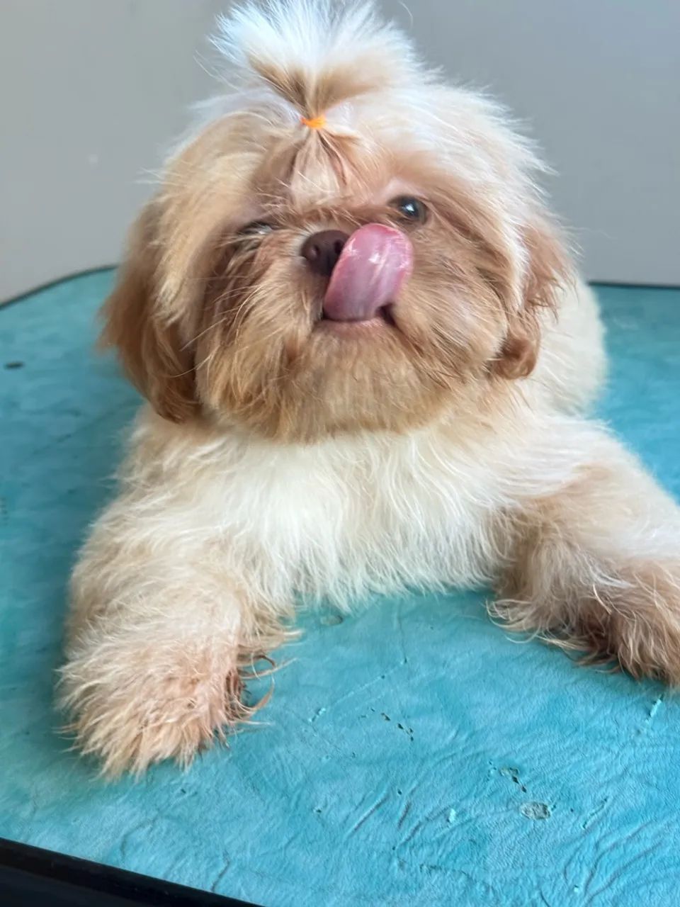 Cachorro  - Foto 5