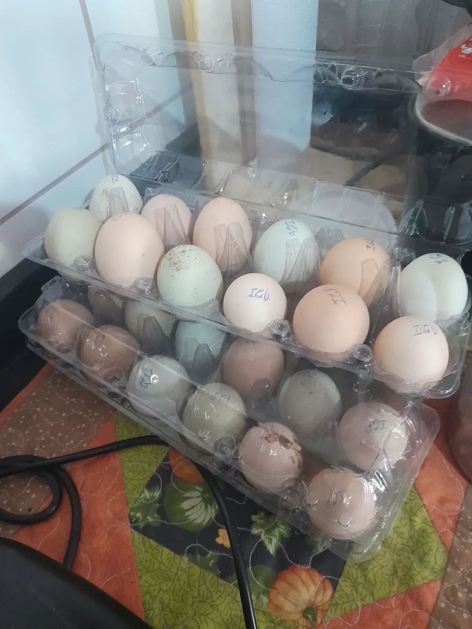 Vendo galinhas e galos  - Foto 2