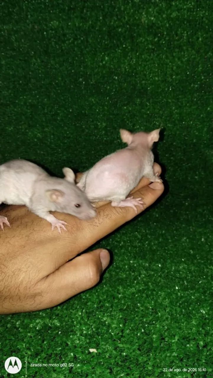 Rato Twister  - Foto 3