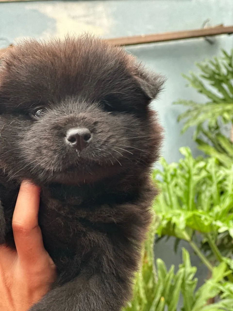 Filhote de chow chow R$250 - Foto 5