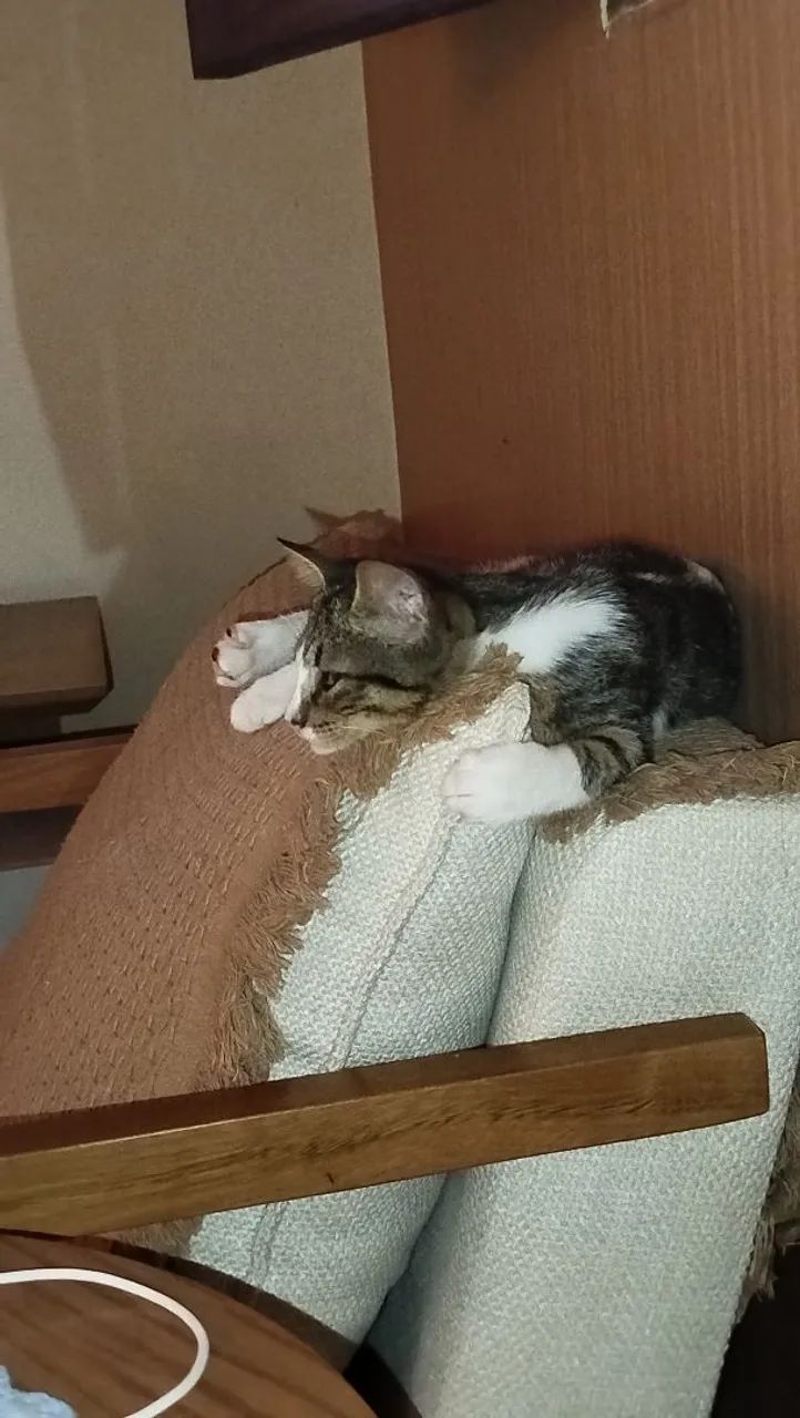 Gato sapeca