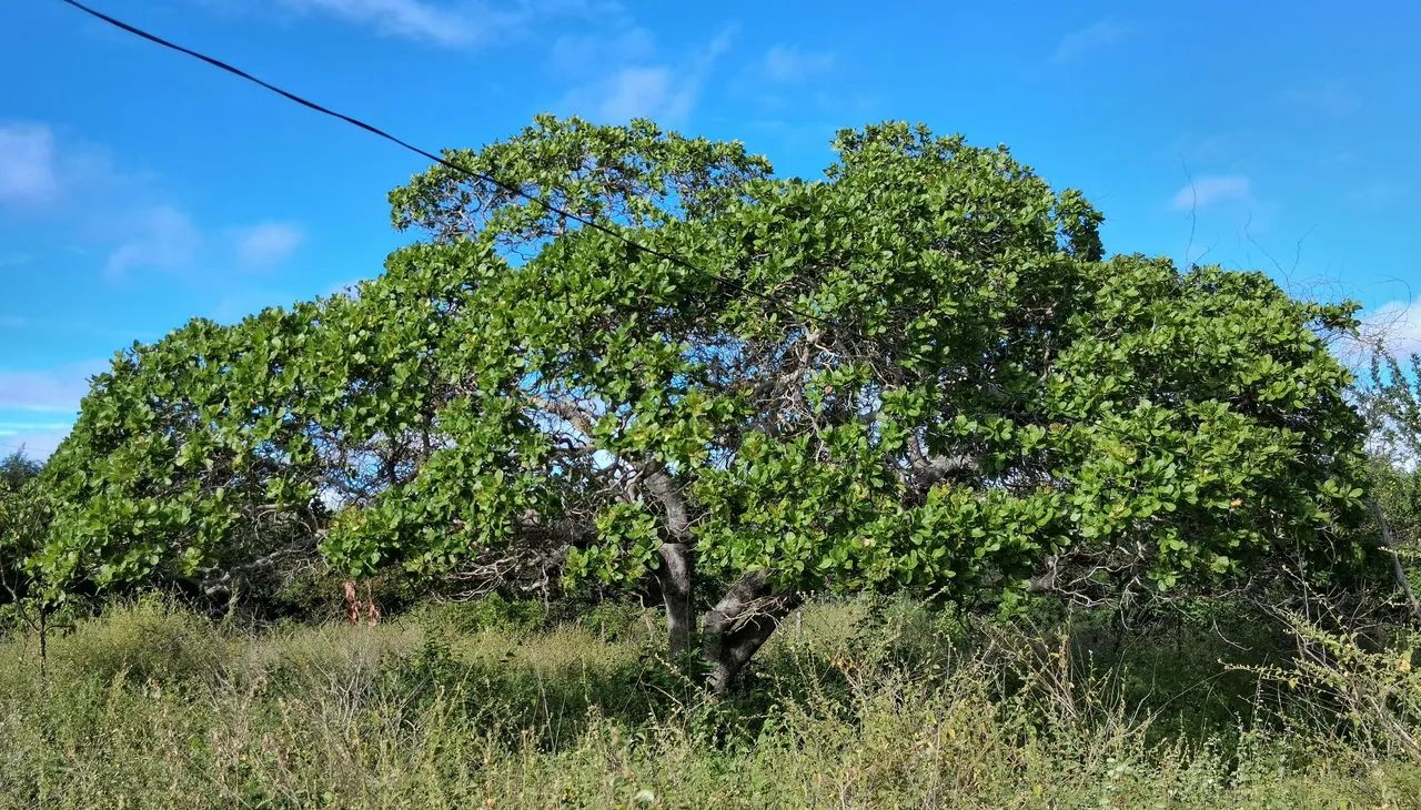 Vendo sítio 20.000 m2  - Foto 4