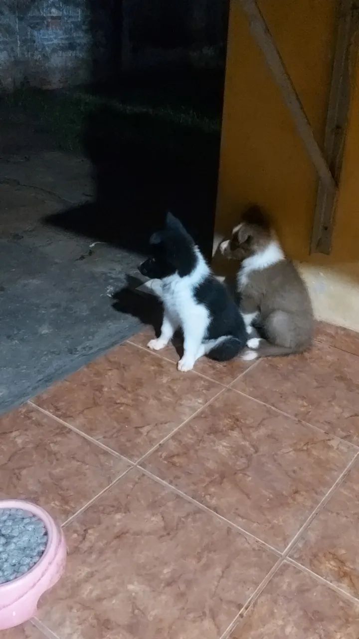 Cachooro - Foto 4