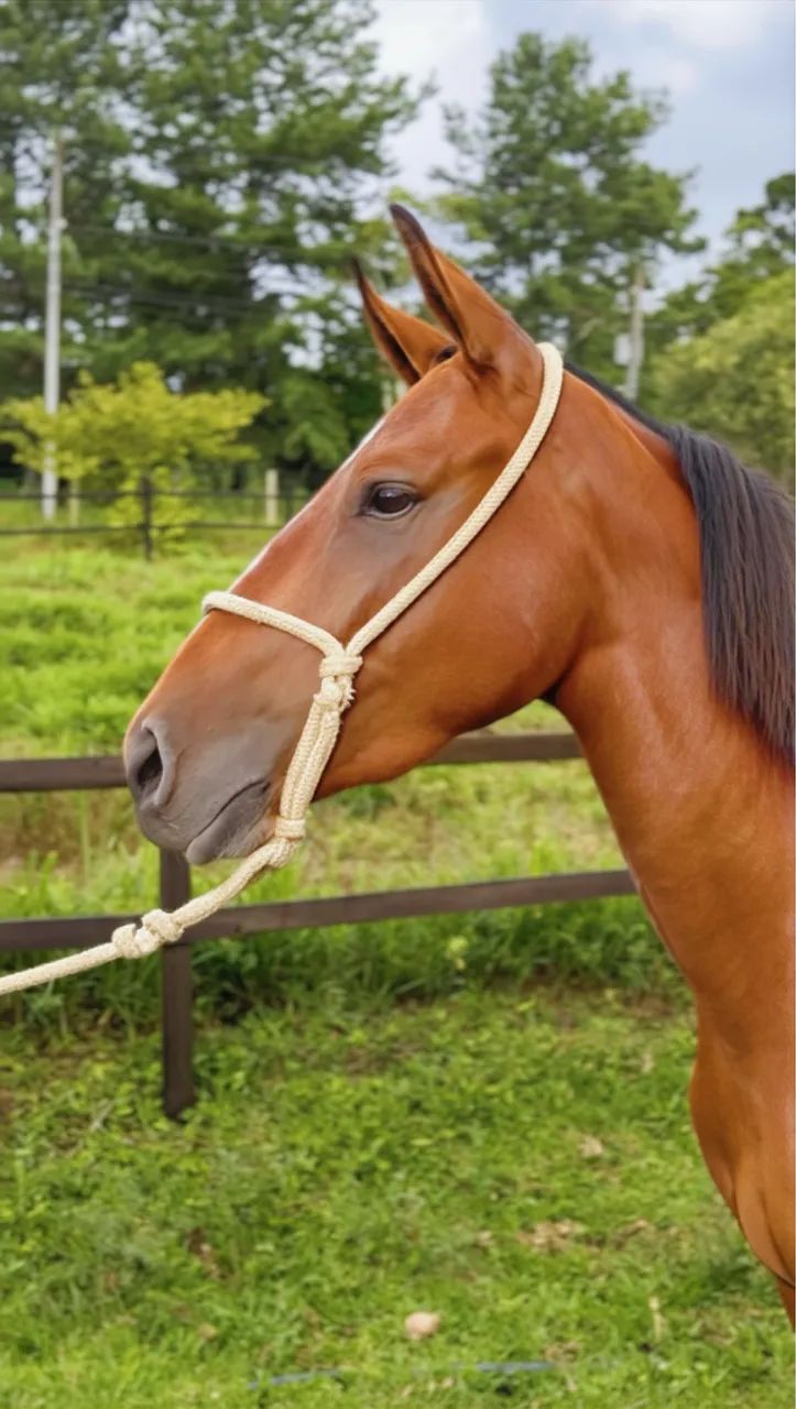 Égua Mangalarga Marchador   - Foto 2