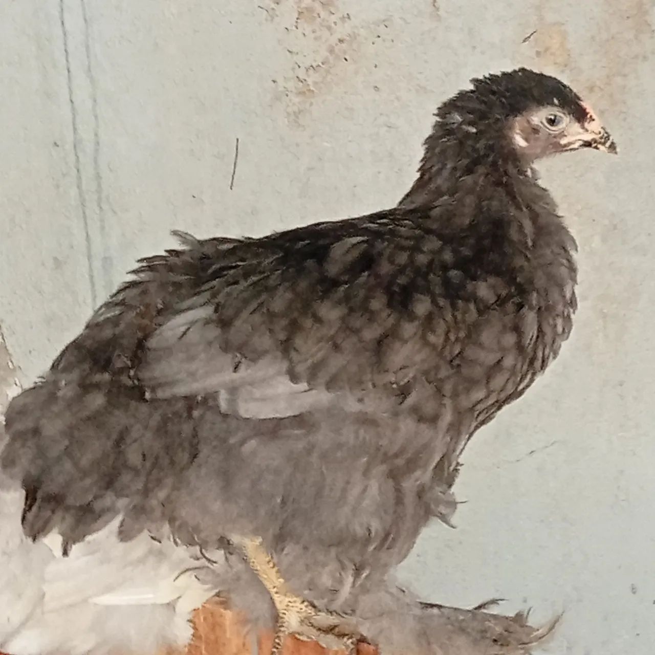 Frangos Brahma 4 meses - Foto 4